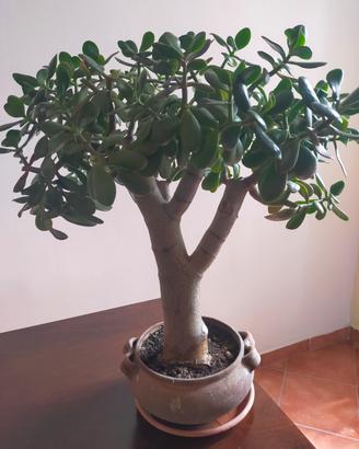 Pianta 