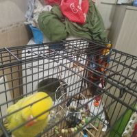 Parrocchetto dal collare