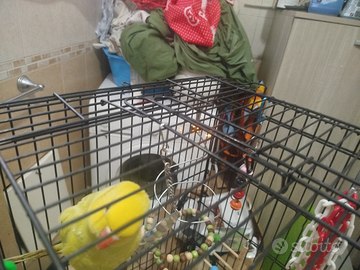 Parrocchetto dal collare