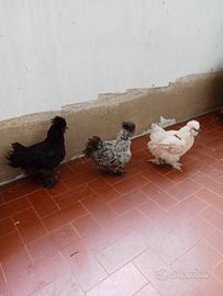 Galletto moroseta showgirl