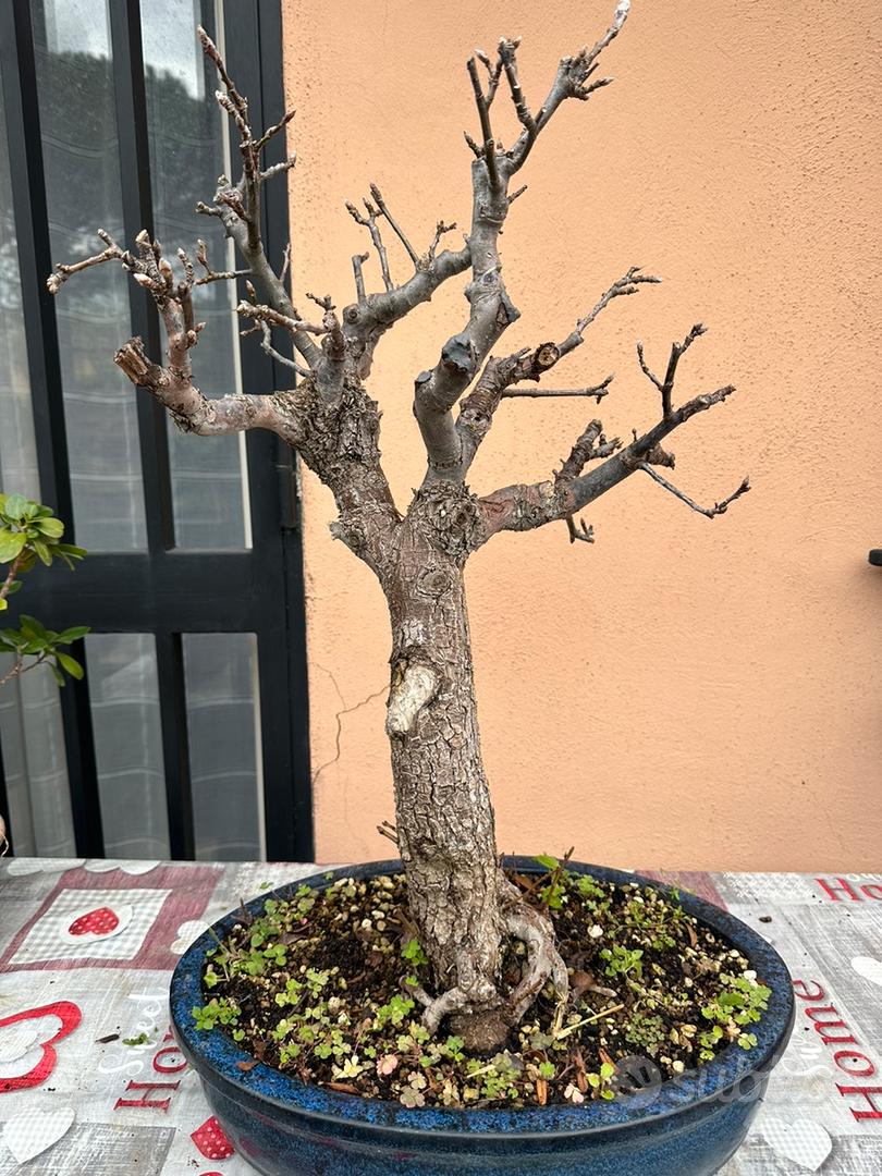 Vendita Bonsai di Acero rosso-Bonsai OnLine