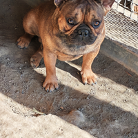 Bulldog francese