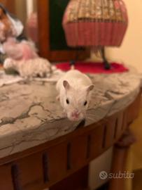 Gerbillo