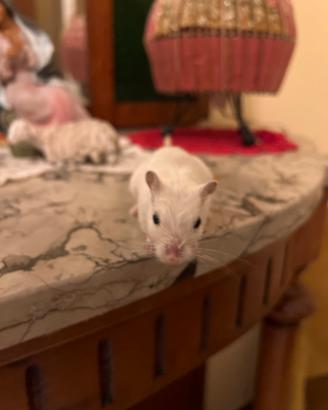 Gerbillo