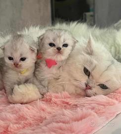 Gattini British Long Hair