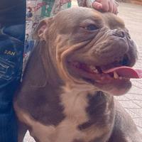 American bully pochet