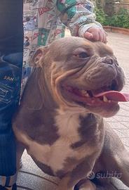 American bully pochet