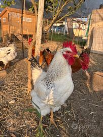 Galli ruspanti 7 mesi