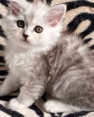 Gattina persiana normotipo