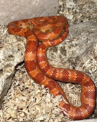 Serpente del grano