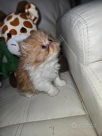 Gatto persiano tabby arancio