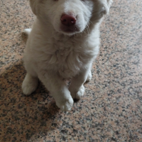 Cucciolo di cane maremmano