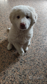 Cucciolo di cane maremmano