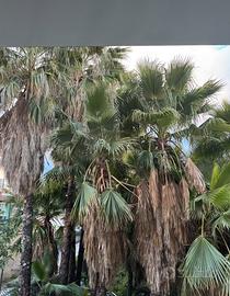 pianta washingtonia robusta