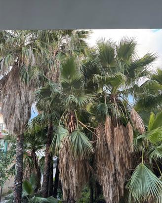 pianta washingtonia robusta