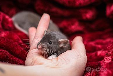 Cucciolo di ratto domestico