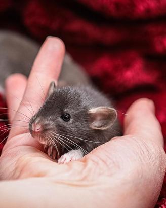 Cucciolo di ratto domestico
