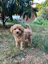 Maltipoo