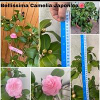 Perfetta Camelia Japonica 🌺