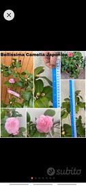 Perfetta Camelia Japonica 🌺