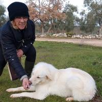 LAILA simil golden in adozione
