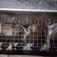 Conigli di 2 mesi e mezzo