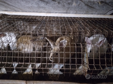 Conigli di 2 mesi e mezzo