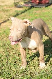 Cuccioli Pit Bull con pedigree anche a rate