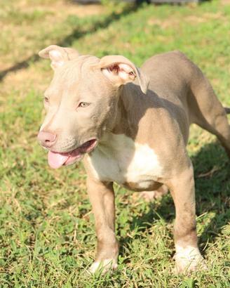 Cuccioli Pit Bull con pedigree anche a rate
