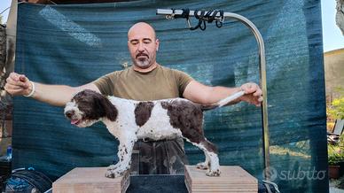 Cani Lagotto Romagnolo cuccioli
