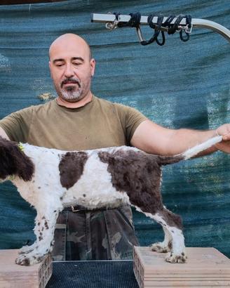 Cani Lagotto Romagnolo cuccioli
