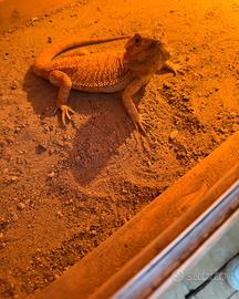 Animali