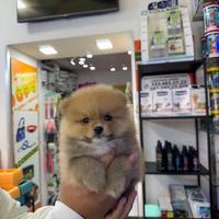 Cuccioli di spitz di pomerania ipertipici