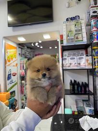 Cuccioli di spitz di pomerania ipertipici