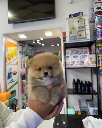 Cuccioli di spitz di pomerania ipertipici