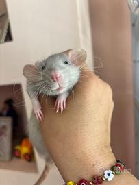 Ratto domestico dumbo