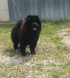 Cucciola chow chow
