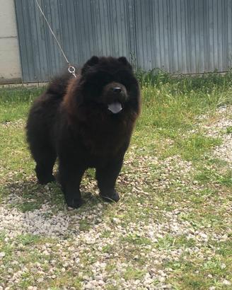 Cucciola chow chow