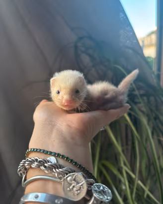 Cucciolo di furetto
