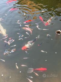 Carpe Koi giovani 5-10cm