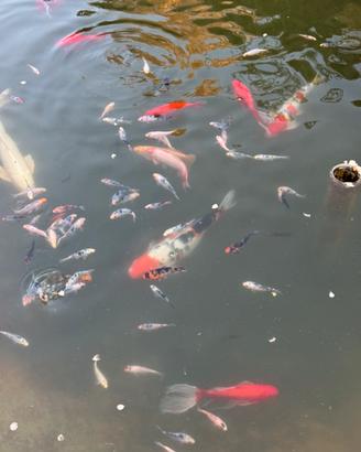 Carpe Koi giovani 5-10cm