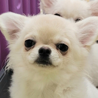 Cucciolo chihuahua con pedigree