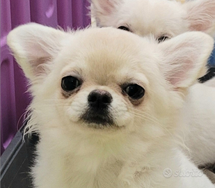 Cucciolo chihuahua con pedigree