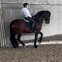Castrone pre da dressage