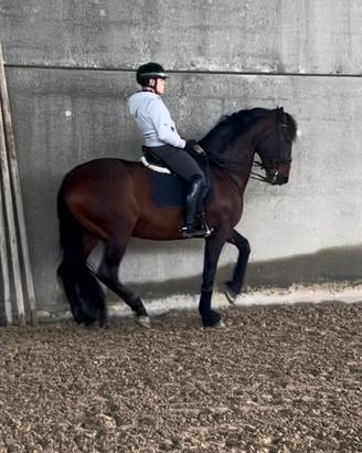 Castrone pre da dressage