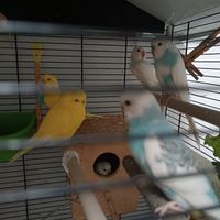 Cocorite di vario colore