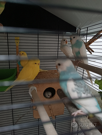 Cocorite di vario colore