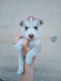 Cuccioli husky