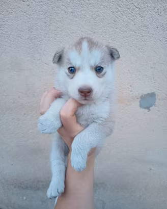 Cuccioli husky