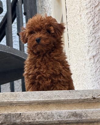 Cuccioli di barboncino toy fulvi